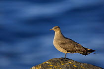 Arctic skua (Stercorarius parasiticus) perched on a cliff top in evening sunlight, Shetland Islands, Scotland, UK, July