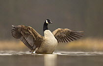 Canada goose (Branta canadensis) drying its wings after bathing, Derbyshire, UK