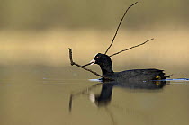 Coot (Fulica atra) carrying nest material, Derbyshire, UK, March