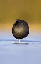 Coot (Fulica atra) forming an almost perfect circle as it roosts at dawn, Derbyshire, UK, March