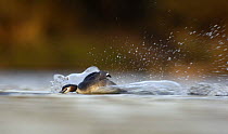 Great crested grebe (Podiceps cristatus) aggressively charging towards another in a territorial dispute, Derbyshire, UK, March