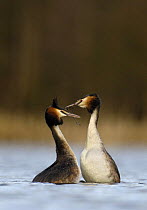 Great crested grebe (Podiceps cristatus) pair during part of their elaborate courtship called the 'weed dance', Derbyshire, UK, March
