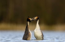 Great crested grebe (Podiceps cristatus) pair performing the 'weed dance', Derbyshire, UK, February