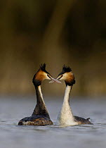 Great crested grebe (Podiceps cristatus) pair performing part of their elaborate courtship dance, Derbyshire, UK, February