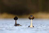Great crested grebe (Podiceps cristatus) pair during their elaborate courtship ritual, after moving in opposite directions they dive down, collect some underwater vegetation, and then emerge performin...
