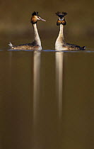 Great crested grebe (Podiceps cristatus) pair during their elaborate courtship dance, Derbyshire, UK, March