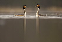 Great crested grebe (Podiceps cristatus) pair during their elaborate courtship dance, Derbyshire, UK, March