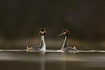 Great crested grebe (Podiceps cristatus) pair performing part of their elaborate courtship dance in late evening light, Derbyshire, UK, March