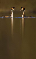 Great crested grebe (Podiceps cristatus) pair during part of their elaborate courtship ritual, Derbyshire, UK, March