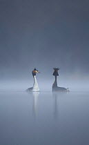 Great crested grebe (Podiceps cristatus) pair during their elaborate courtship dance in dawn mist, Derbyshire, UK, March