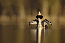Great crested grebe (Podiceps cristatus) stretching its wings and neck in dawn light, Derbyshire, UK, March