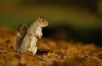 Grey squirrel (Sciurus carolinensis) standing on hind legs in autumnal leaves, Mid Wales, UK