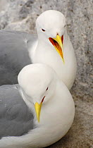 Two Kittiwakes (Rissa tridactyla) pair at nest site, Farne Islands, UK