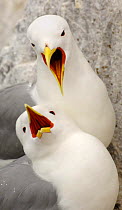 Two Kittiwakes (Rissa tridactyla) greeting one another after one returns to the nest site, Farne Islands, UK