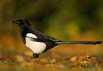 Magpie (Pica pica) profile, Derbyshire, UK