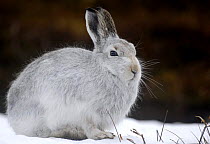 Mountain hare (Lepus timidus) in its white winter coat, Monadhliath Mountains, Scotland, UK, February