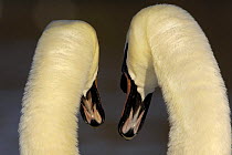Mute swan (Cygnus olor) rear view of pair engaged in a courtship dance, Derbyshire, UK, February