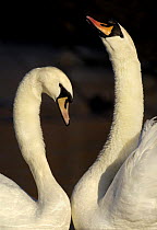 Mute swan (Cygnus olor) pair engaged in a courtship dance, Nottinghamshire, UK, February