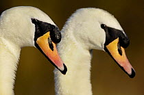 Mute swan (Cygnus olor) breeding pair of adults during part of their courtship ritual, Nottinghamshire, UK, February