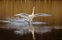 Mute swan (Cygnus olor) skidding along the surface of the water as it lands, Derbyshire, UK