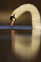 Mute swan (Cygnus olor) profile, Derbyshire, UK, March