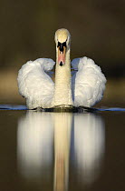 Mute swan (Cygnus olor) territorial adult, aggressive display posture, Derbyshire, UK, March