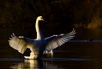 Mute swan (Cygnus olor) stretching its wings at dawn, Nottinghamshire, UK, December