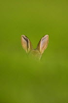 European rabbit (Oryctolagus cuniculus) alert, ears poke out above the top of a grass bank, Norfolk, UK, June