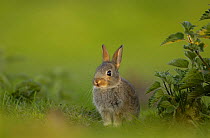 Young European rabbit (Oryctolagus cuniculus) portrait, Norfolk, UK, May