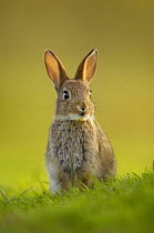 Young European rabbit (Oryctolagus cuniculus) sitting alert, in the last rays of evening light, Norfolk, UK, June