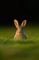 Young European rabbit (Oryctolagus cuniculus) sitting in the last rays of evening light, Norfolk, UK, June