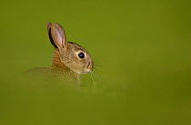 Young European rabbit (Oryctolagus cuniculus) partially hidden by long grass in a field, Norfolk, UK, May