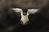 Razorbill (Alca torda) coming in to land on its cliff top nest site, Saltee Islands, Republic of Ireland, May