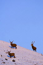 Red deer (Cervus elaphus) stags with their thick winter coats in snow, late evening light, Monadhliath Mountains, Scotland, UK, December