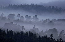 Rothiemurchus forest, a forest of ancient Caledonian Scots pines (Pinus sylvestris) shrouded in dawn mist, Cairngorms National Park, Scotland, UK, April