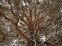 Scots pine (Pinus sylvestris) a mature tree covered in snow, Cairngorms National Park, Scotland, UK, February
