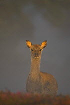 Sika deer (Cervus nippon) calf lit by gentle morning sunlight filtering through a thick mist, Arne RSPB Reserve, Dorset, UK