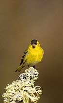 Siskin (Carduelis spinus) male peched on a lichen covered branch, Rothiemurchus Forest, Scotland, UK
