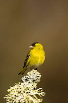 Male Siskin (Carduelis spinus) peched on a lichen covered branch, Rothiemurchus Forest, Scotland, UK