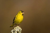 Male Siskin (Carduelis spinus) peched on a lichen covered branch, Rothiemurchus Forest, Scotland, UK