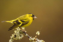 Male Siskin (Carduelis spinus) preparing to perform a threat display by dipping its wings, Rothiemurchus Forest, Scotland, UK