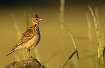 Skylark (Alauda arvensis) perched on a dry stone wall at dawn, Derbyshire, UK, June