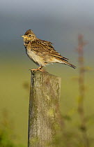 Skylark (Alauda arvensis) perched on a post at dawn, Derbyshire, UK, June