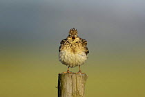 Skylark (Alauda arvensis) singing on a post, Derbyshire, UK, June