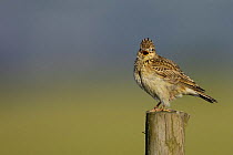 Skylark (Alauda arvensis) singing on a post at dawn, Derbyshire, UK, June