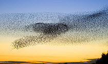 Common starling (Sturnus vulgaris) flock moving to avoid predators near their night time roost site, Scottish Borders, Scotland, UK
