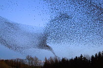 Common starling (Sturnus vulgaris) flock flying towards their night time roost, Scottish Borders, Scotland, UK