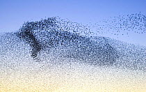 Common starling (Sturnus vulgaris) flock forming patterns in the sky as they move to avoid predators near their night time roost, Scottish Borders, Scotland, UK