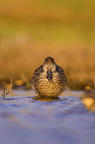 Female Common teal (Anas crecca) on the fringes of a shallow coastal lagoon, Norfolk, UK, January