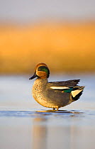 Common teal (Anas crecca) profile of a male with his head feathers erect, Norfolk, UK, January